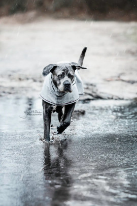 Kentucky Dogwear Dog Rain Coat with no liner inside. Perfect for Rainy days