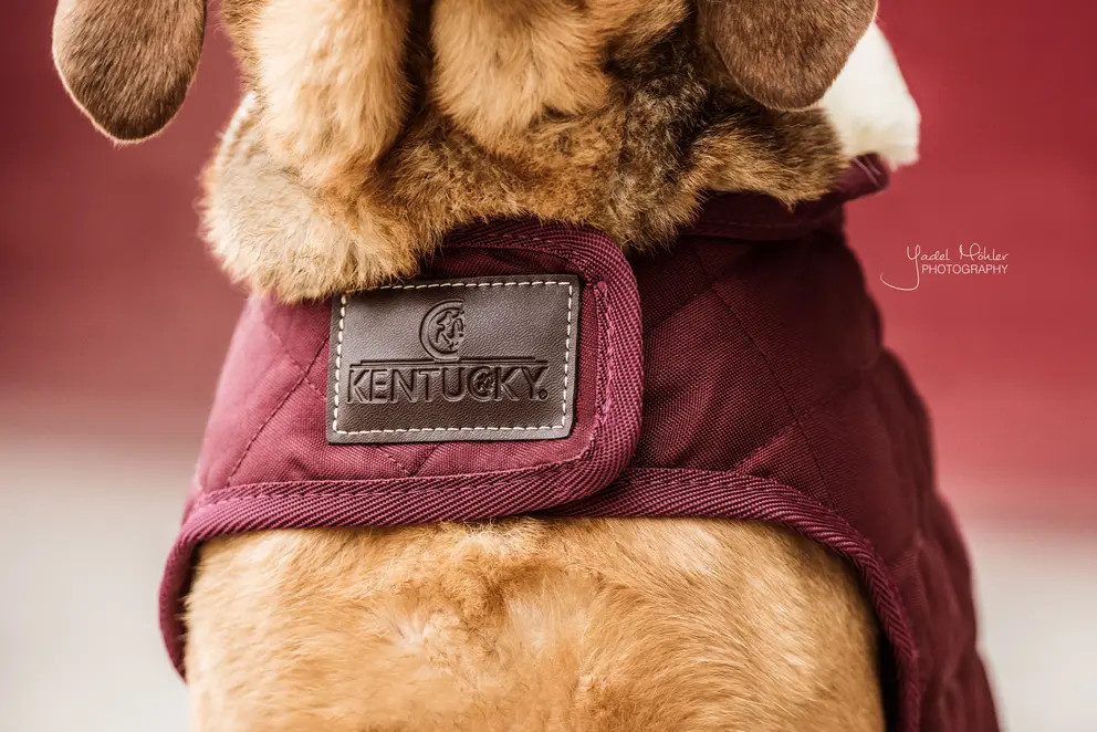 Ridershouse Kentucky Horsewear Hondendeken in de kleur Bordeaux, Ridershouse Kentucky Horsewear Hondendeken in de kleur Bordeaux,