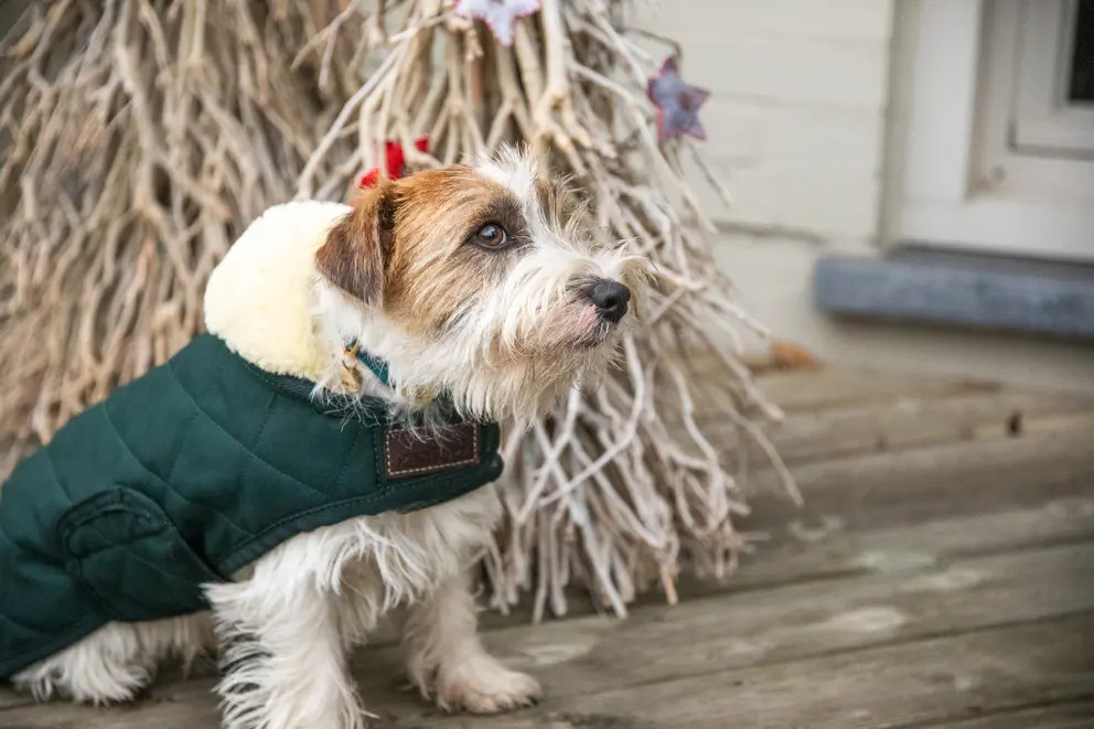 Kentucky Horsewear hondendeken met een vulling van 160 gram - Groen Kentucky Horsewear hondendeken met een vulling van 160 gram - Groen