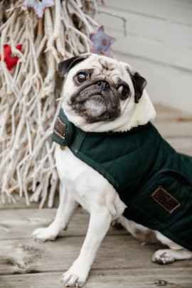 Kentucky Horsewear hondendeken met een vulling van 160 gram - Groen