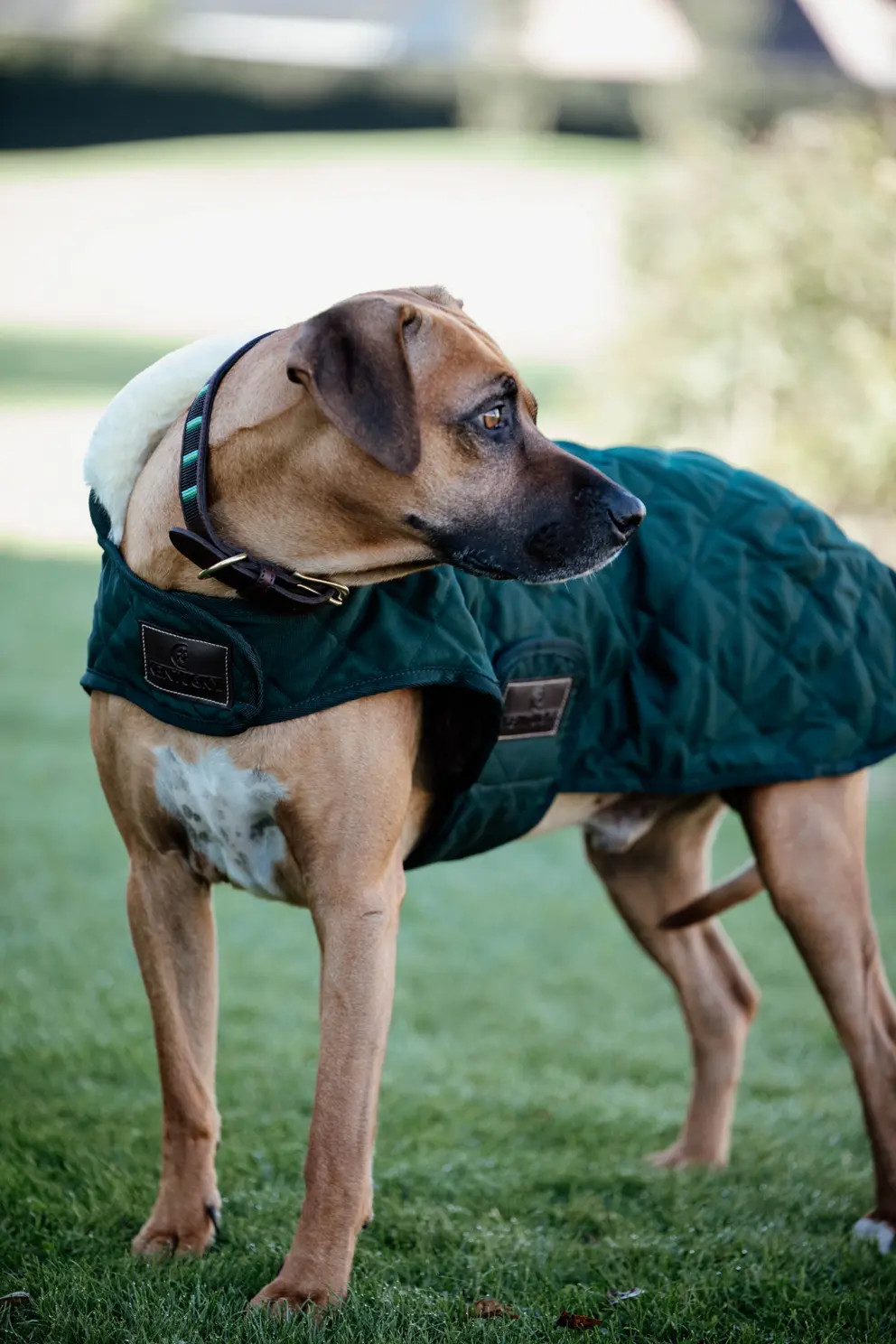 Kentucky Horsewear hondendeken met een vulling van 160 gram - Groen Kentucky Horsewear hondendeken met een vulling van 160 gram - Groen