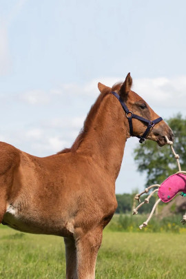 QHP Paardenspeelgoed Unicorn kopen? - verkrijgbaar QHP Paardenspeelgoed Unicorn kopen? - verkrijgbaar