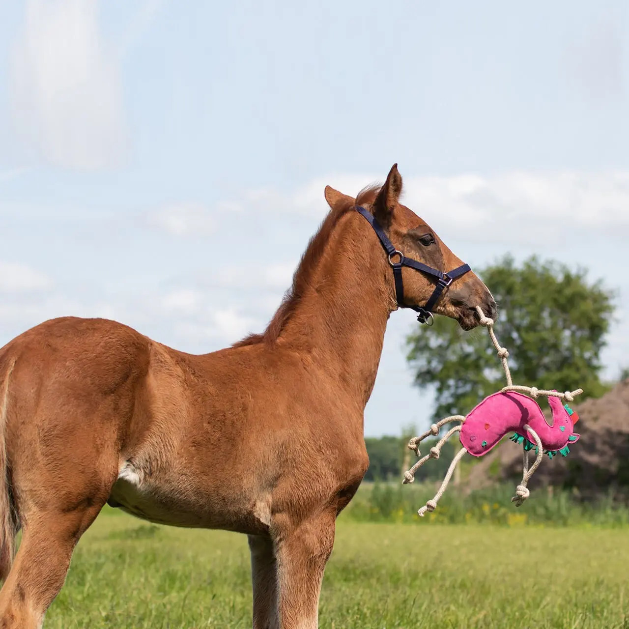 QHP Horse Toy Unicorn buy? - available QHP Horse Toy Unicorn buy? - available