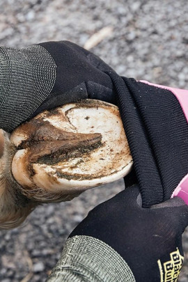 Tubbease Hoof Shoes Pink buy? - available Tubbease Hoof Shoes Pink buy? - available