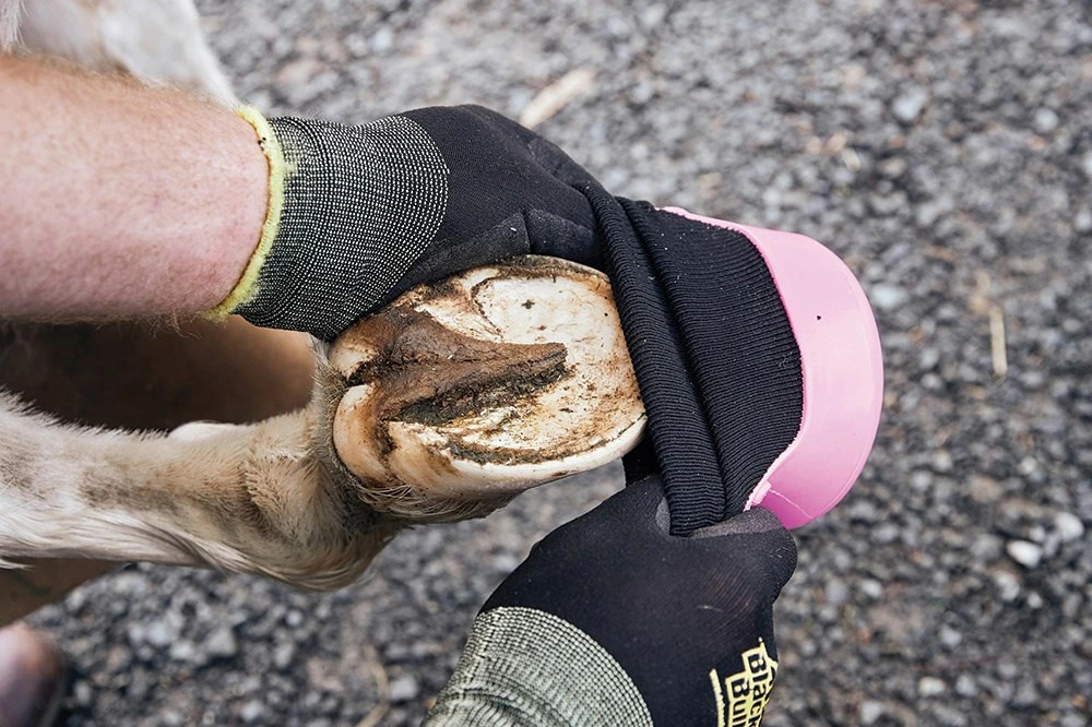 Tubbease Hoof Shoes Pink buy? - available Tubbease Hoof Shoes Pink buy? - available