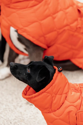 Kentucky gevoerde Hondenjas Winter Pina - Oranje. Je hond lekker warm? Kentucky gevoerde Hondenjas Winter Pina - Oranje. Je hond lekker warm?