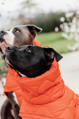 Kentucky gevoerde Hondenjas Winter Pina - Oranje. Je hond lekker warm?