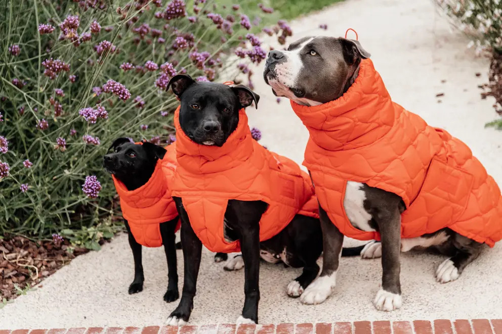 Kentucky gevoerde Hondenjas Winter Pina - Oranje. Je hond lekker warm? Kentucky gevoerde Hondenjas Winter Pina - Oranje. Je hond lekker warm?