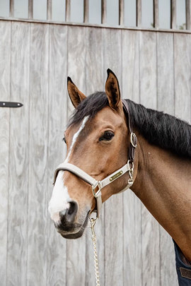 Kentucky Horsewear Nylon Gevlochten Halster Beige, ook leverbaar in 7 andere kleuren