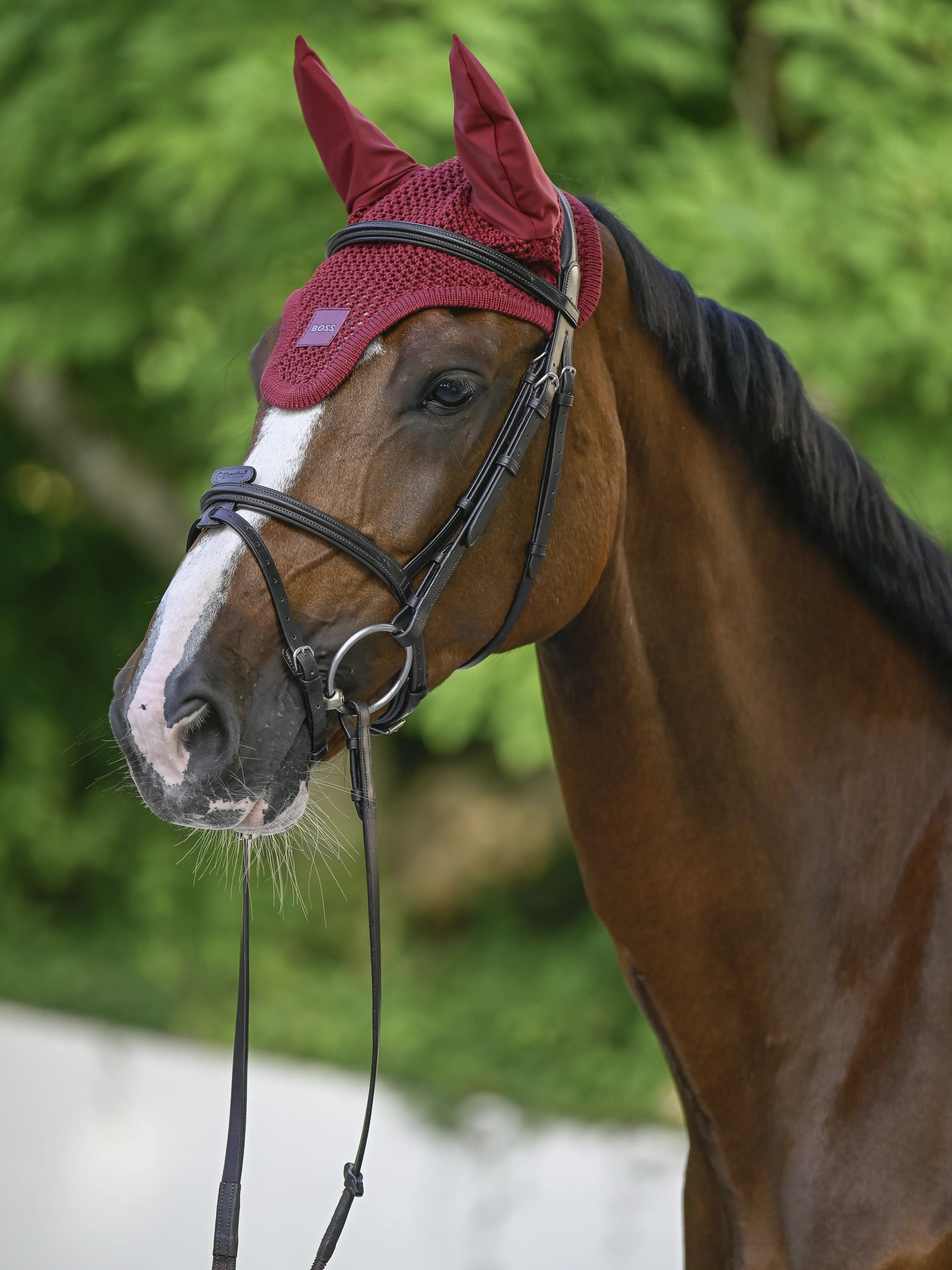 BOSS Equestrian Oornetje | Cabernet BOSS Equestrian Oornetje | Cabernet