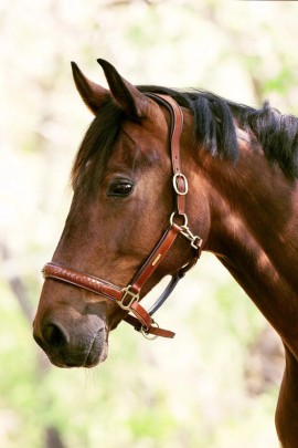 Utzon Equestrian Olympic Halster