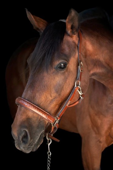 Utzon Olympic Halter | Luxury Italian Leather Halter | Buy Now Utzon Olympic Halter | Luxury Italian Leather Halter | Buy Now