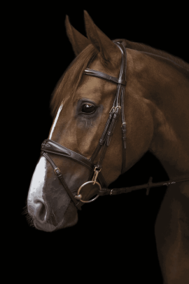 Utzon Equestrian Belmond Hoofdstel | Espresso