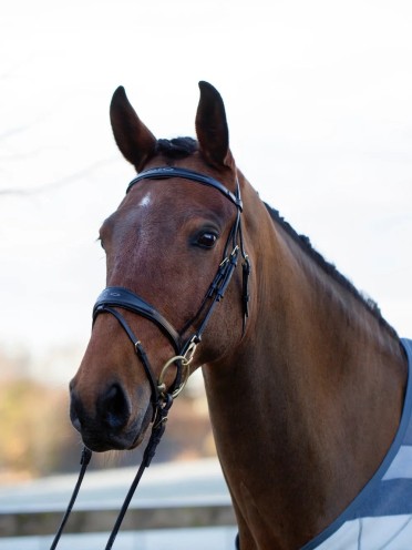 Utzon Equestrian Belmond Hoofdstel | Zwart Utzon Equestrian Belmond Hoofdstel | Zwart