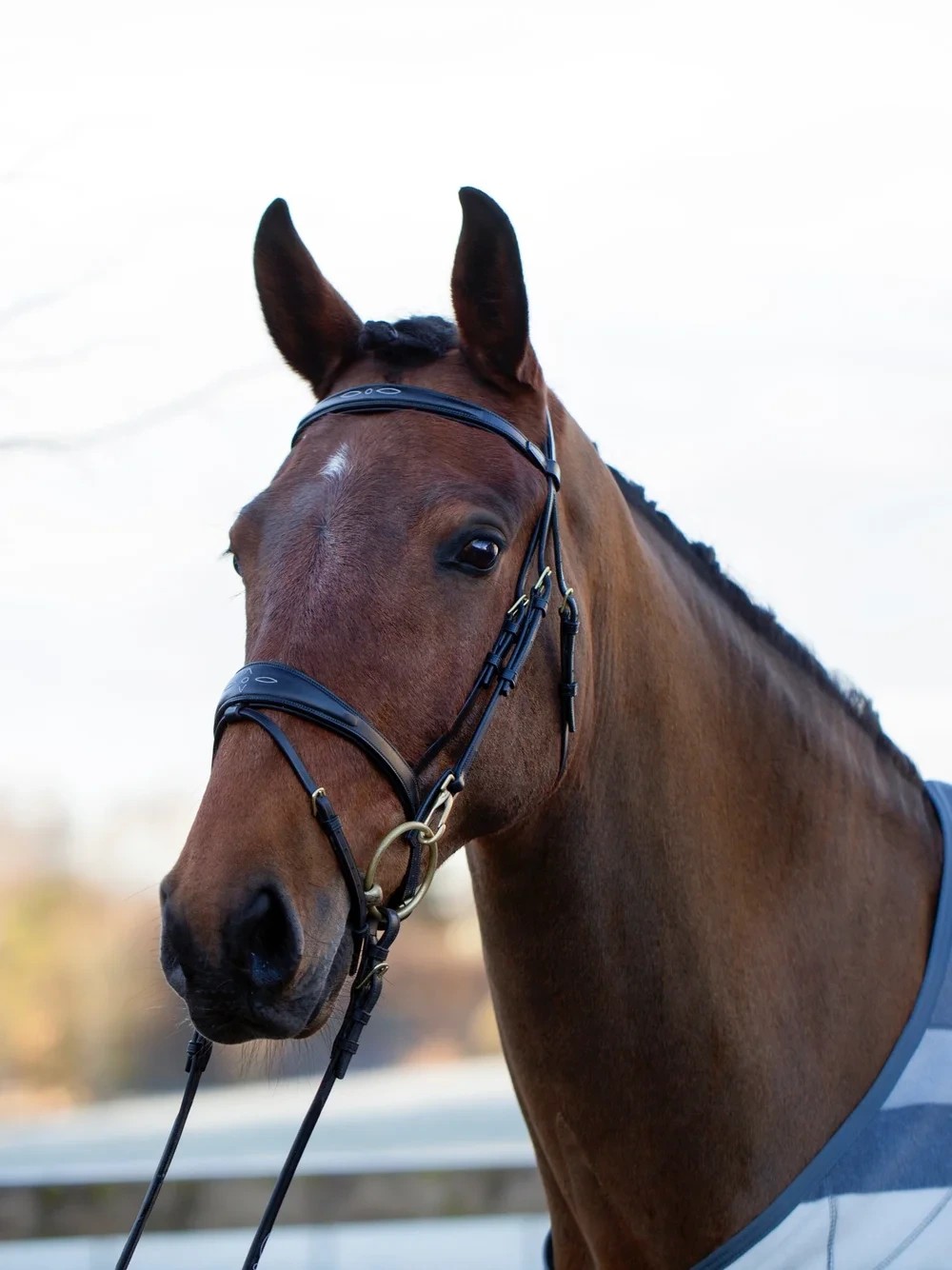 Utzon Equestrian Belmond Hoofdstel | Zwart Utzon Equestrian Belmond Hoofdstel | Zwart