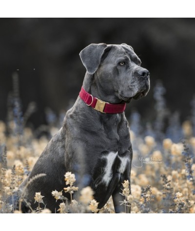 Kentucky Dog Collar Cordyroy