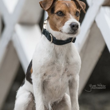Kentucky Dog Collar Cordyroy