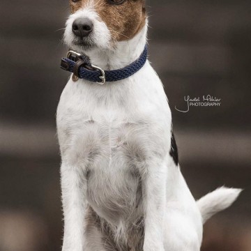 Gevlochten Plaited Nylon Dog Collar