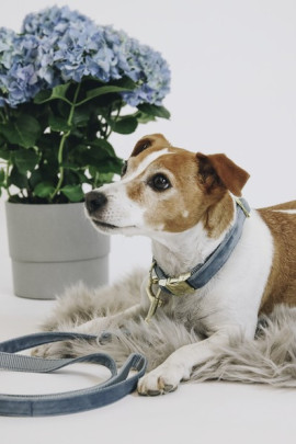 Kentucky Honden Halsband Velvet Kentucky Honden Halsband Velvet