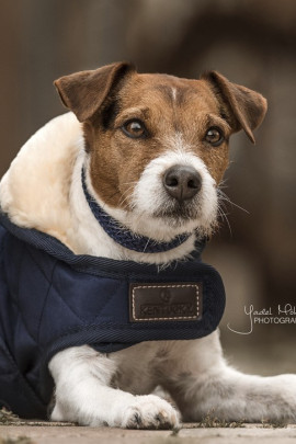 Kentucky Horsewear Hondendeken Kentucky Horsewear Hondendeken