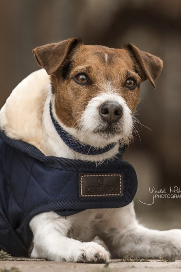 Kentucky Horsewear Hondendeken Kentucky Horsewear Hondendeken