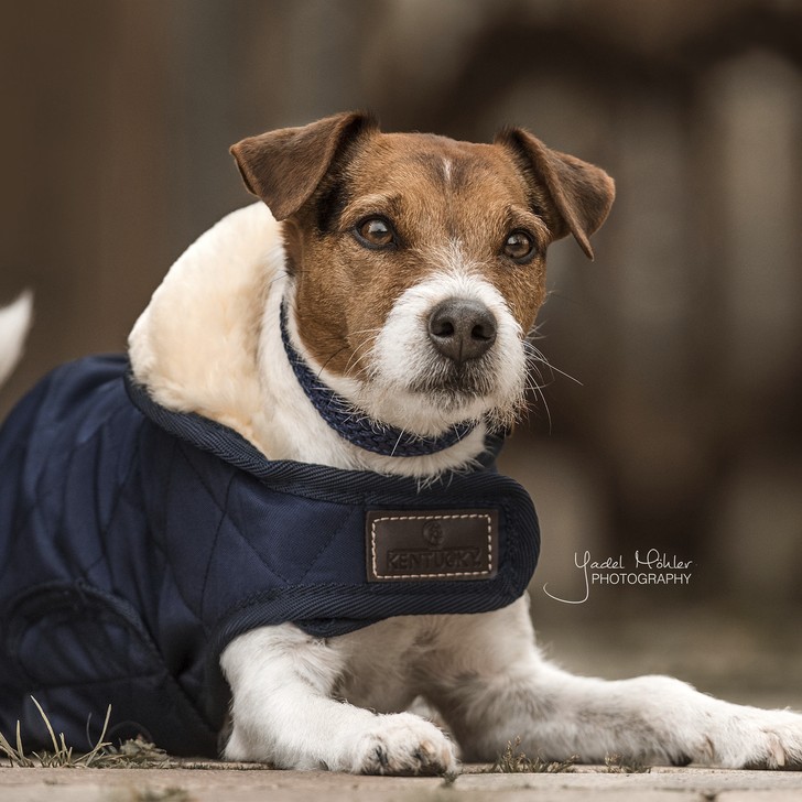 Kentucky Horsewear Hondendeken Kentucky Horsewear Hondendeken