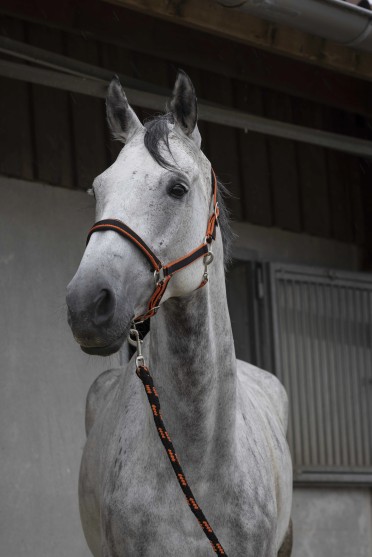 Equithème Halster Oranje Met Touw | Oranje Equithème Halster Oranje Met Touw | Oranje