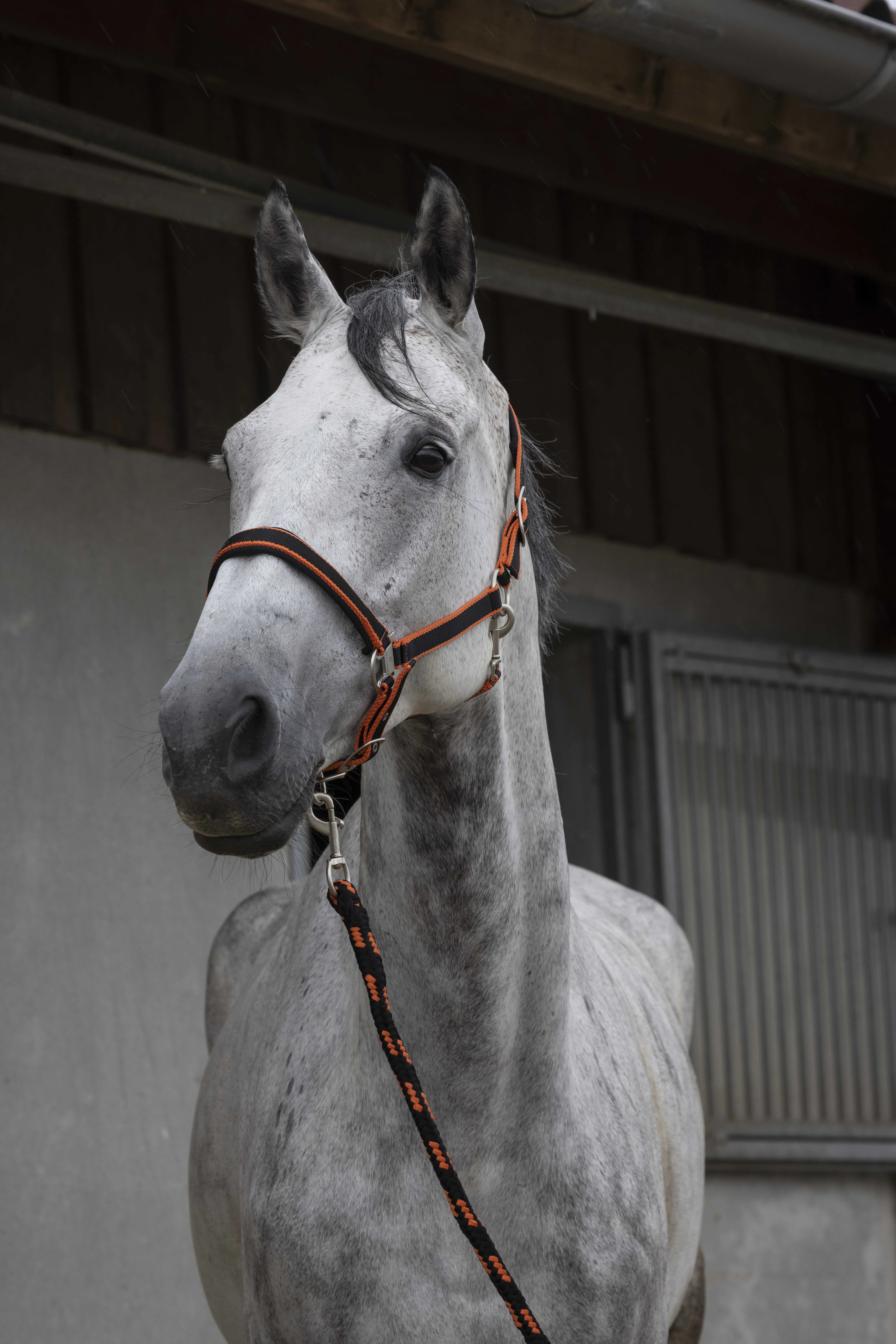 Equithème Halster Oranje Met Touw | Oranje Equithème Halster Oranje Met Touw | Oranje