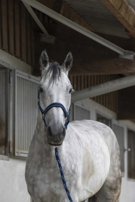 Equithème Halter Blue with Lead Rope | Comfort & Set | Shop Now Equithème Halter Blue with Lead Rope | Comfort & Set | Shop Now