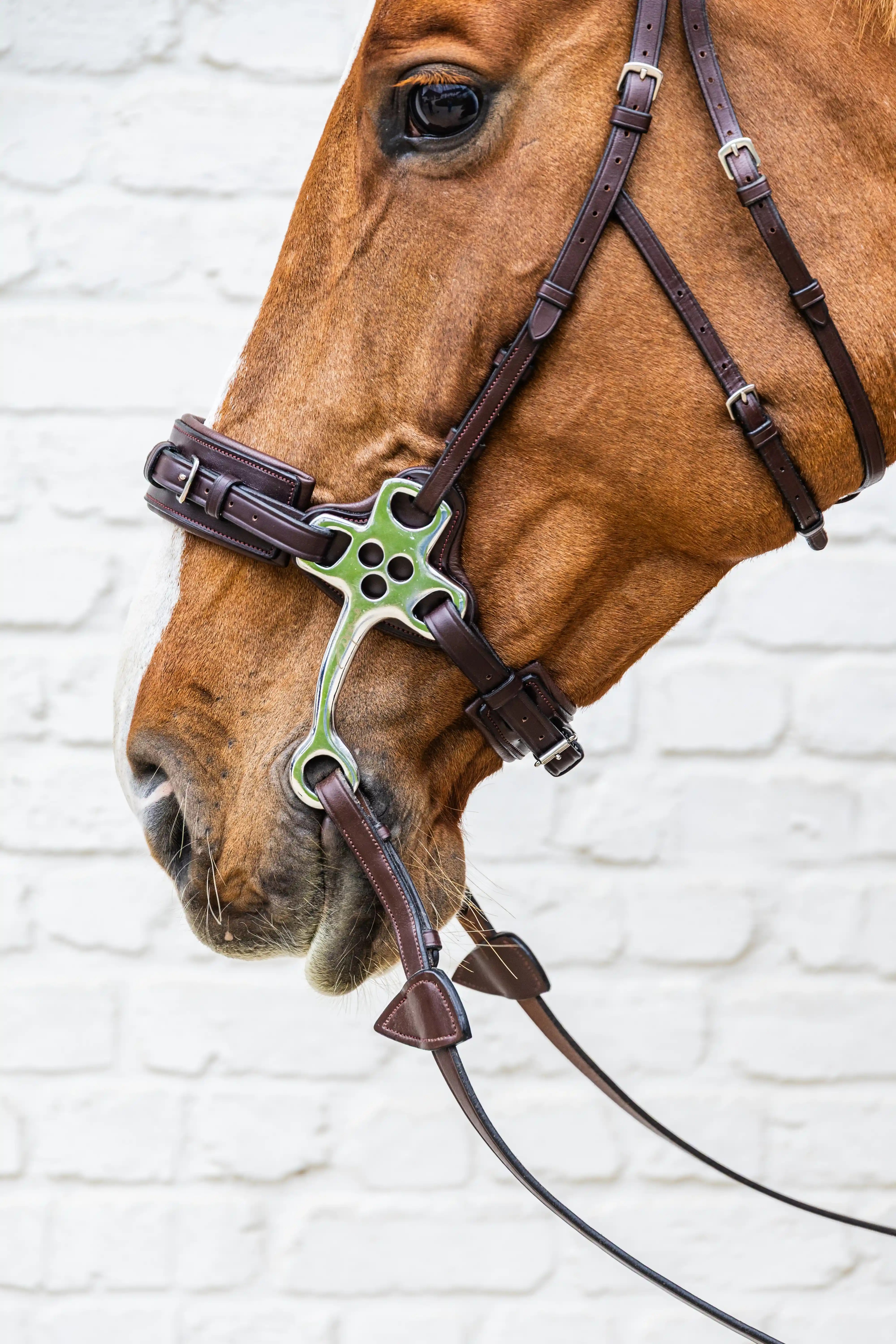 Dy'on Hackamore Noseband Brown | New English Collection | Shop now Dy'on Hackamore Noseband Brown | New English Collection | Shop now
