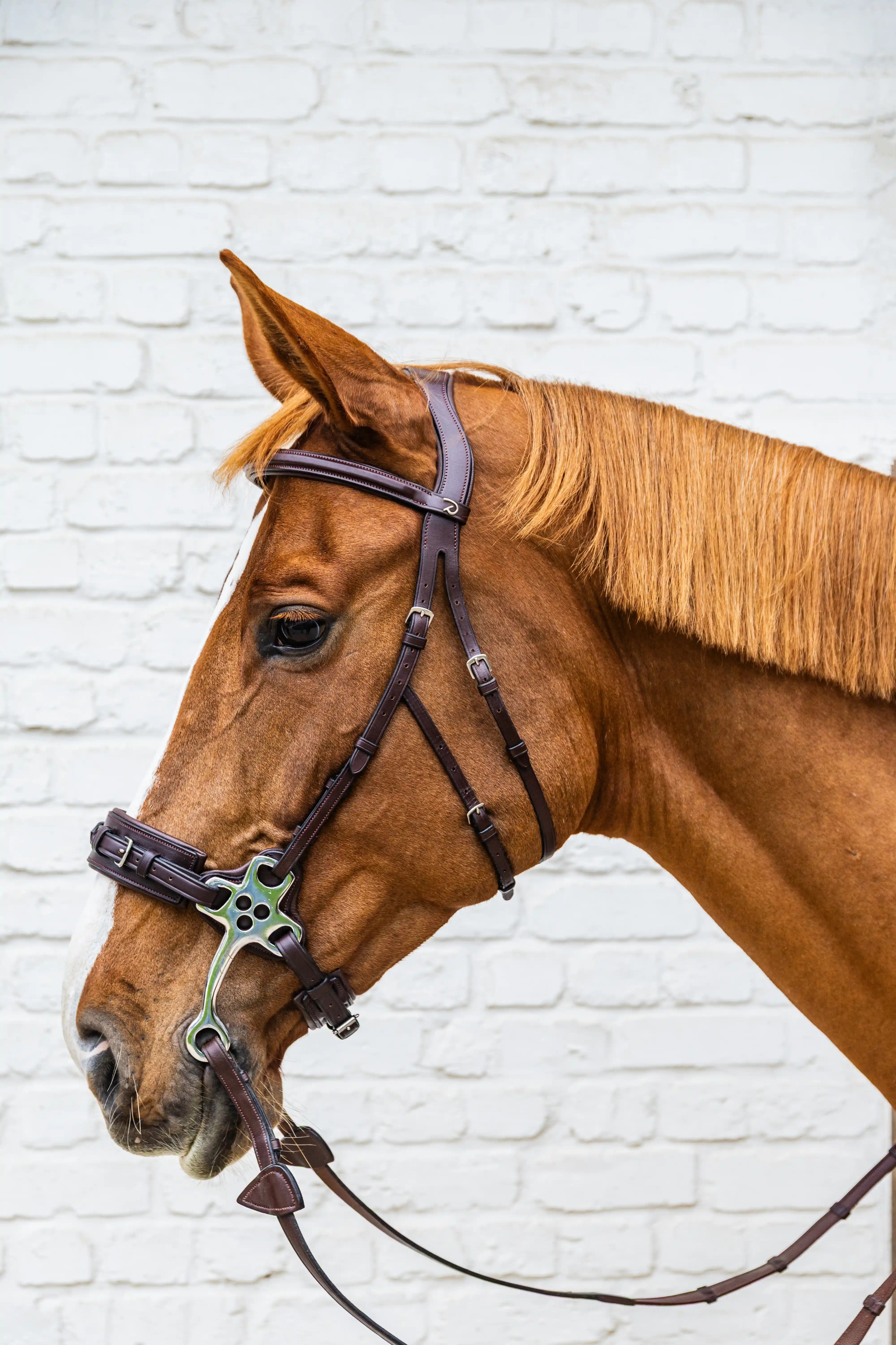 Dy'on Hackamore Noseband Brown | New English Collection | Shop now Dy'on Hackamore Noseband Brown | New English Collection | Shop now