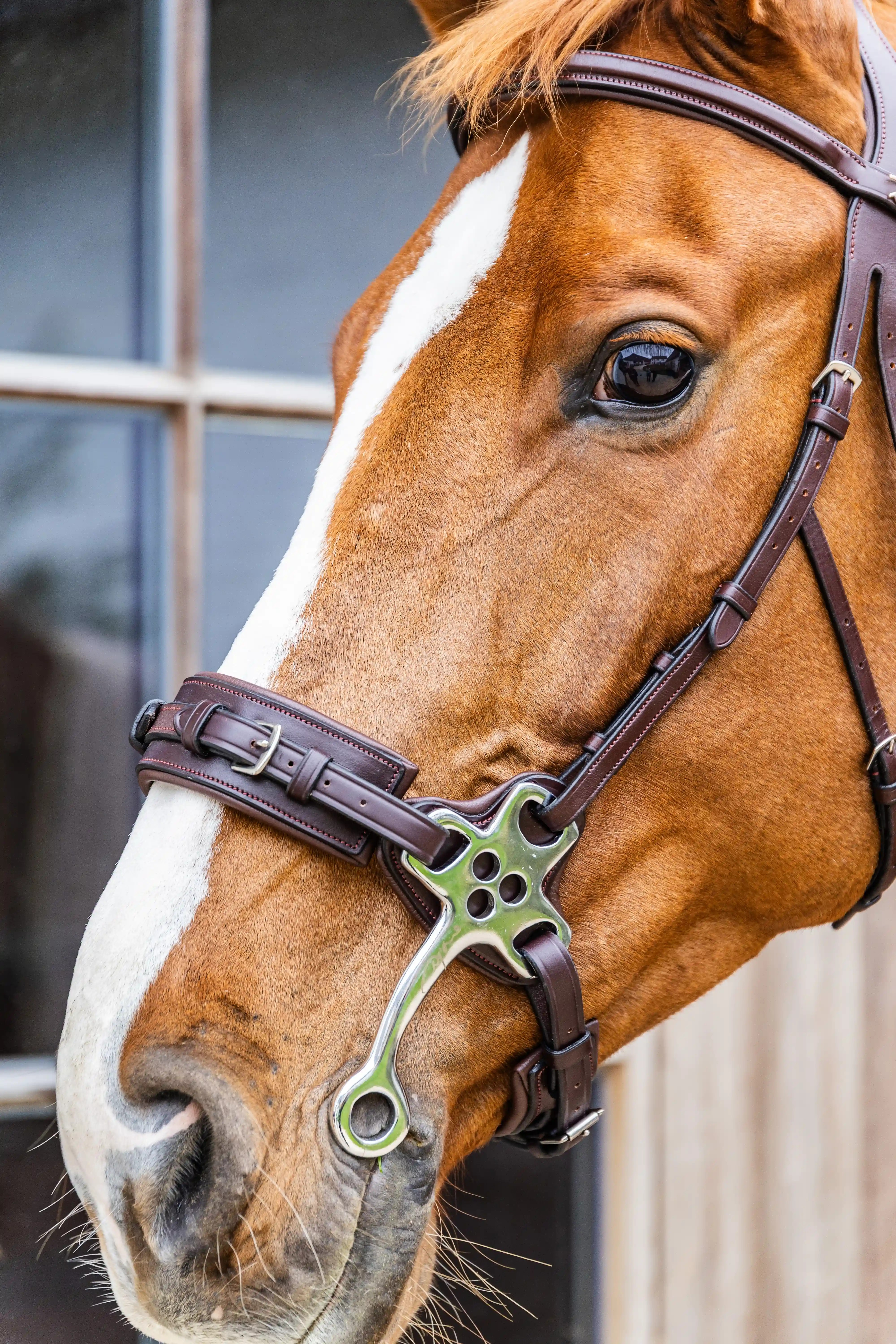 Dy'on Hackamore Noseband Brown | New English Collection | Shop now Dy'on Hackamore Noseband Brown | New English Collection | Shop now