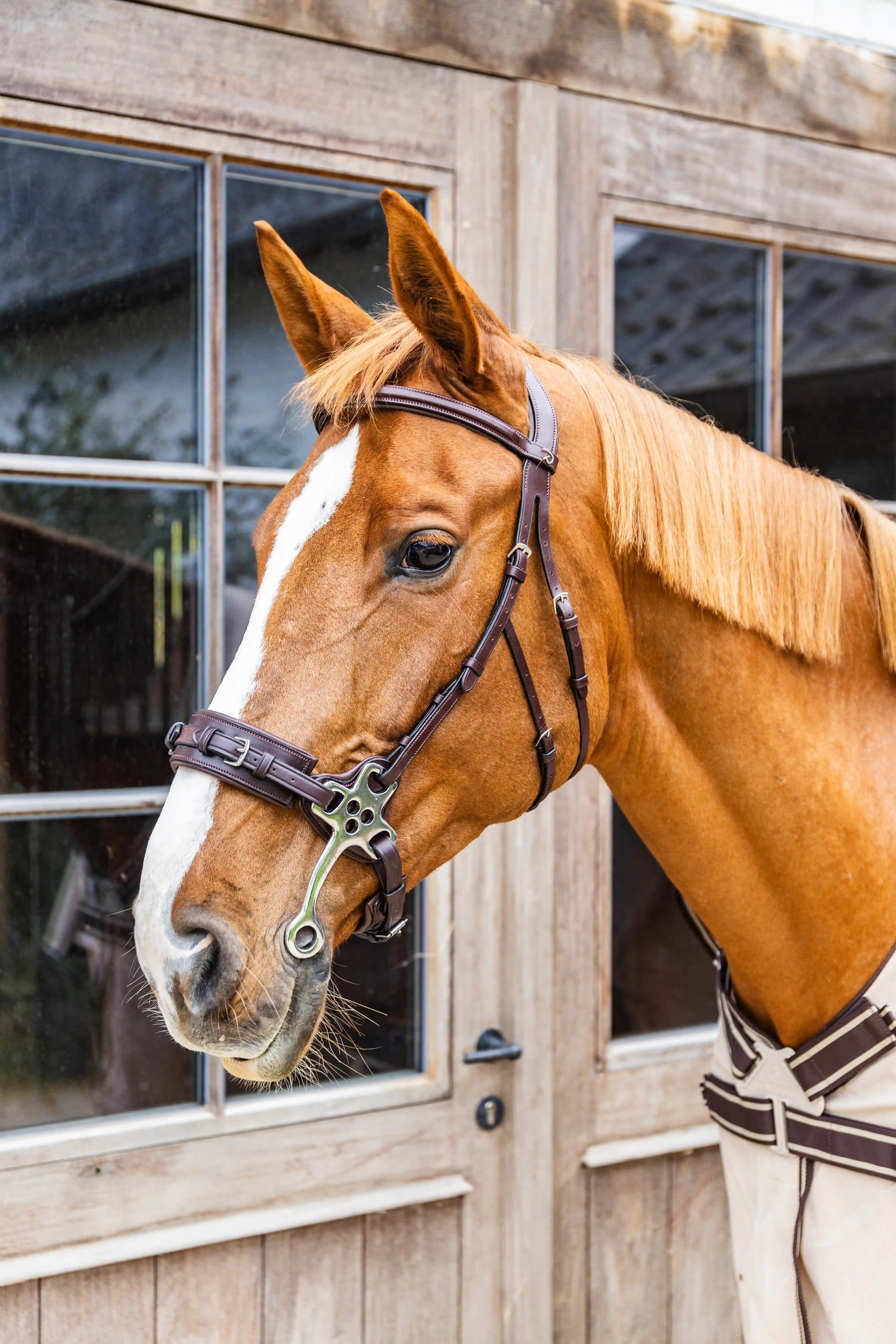 Dy'on Hackamore Noseband Brown | New English Collection | Shop now Dy'on Hackamore Noseband Brown | New English Collection | Shop now