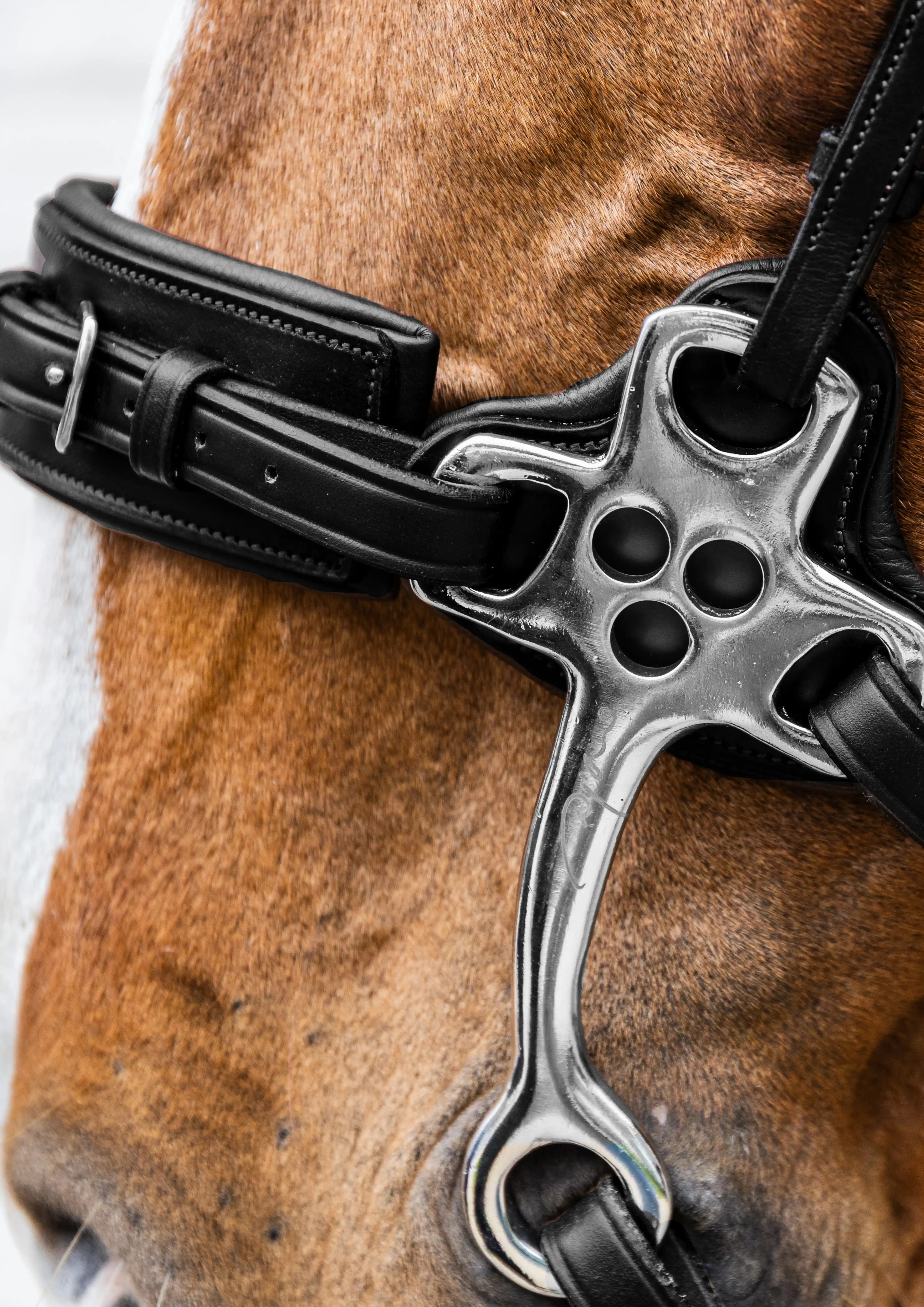 Dy'on Hackamore Noseband Black | New English Collection | Shop now Dy'on Hackamore Noseband Black | New English Collection | Shop now