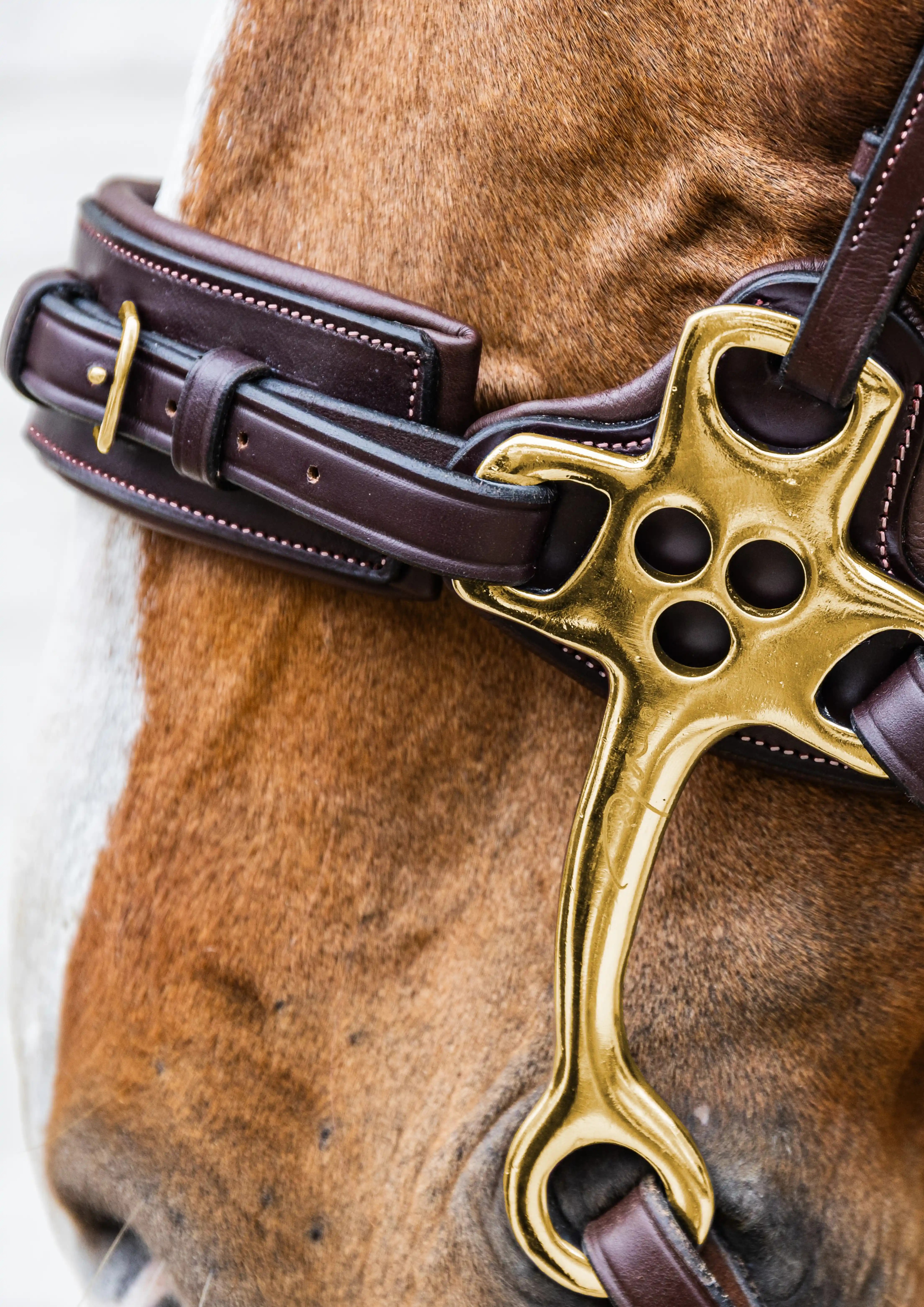 Dy'on Hackamore Noseband Brown | Dy'on Collection | Shop now Dy'on Hackamore Noseband Brown | Dy'on Collection | Shop now