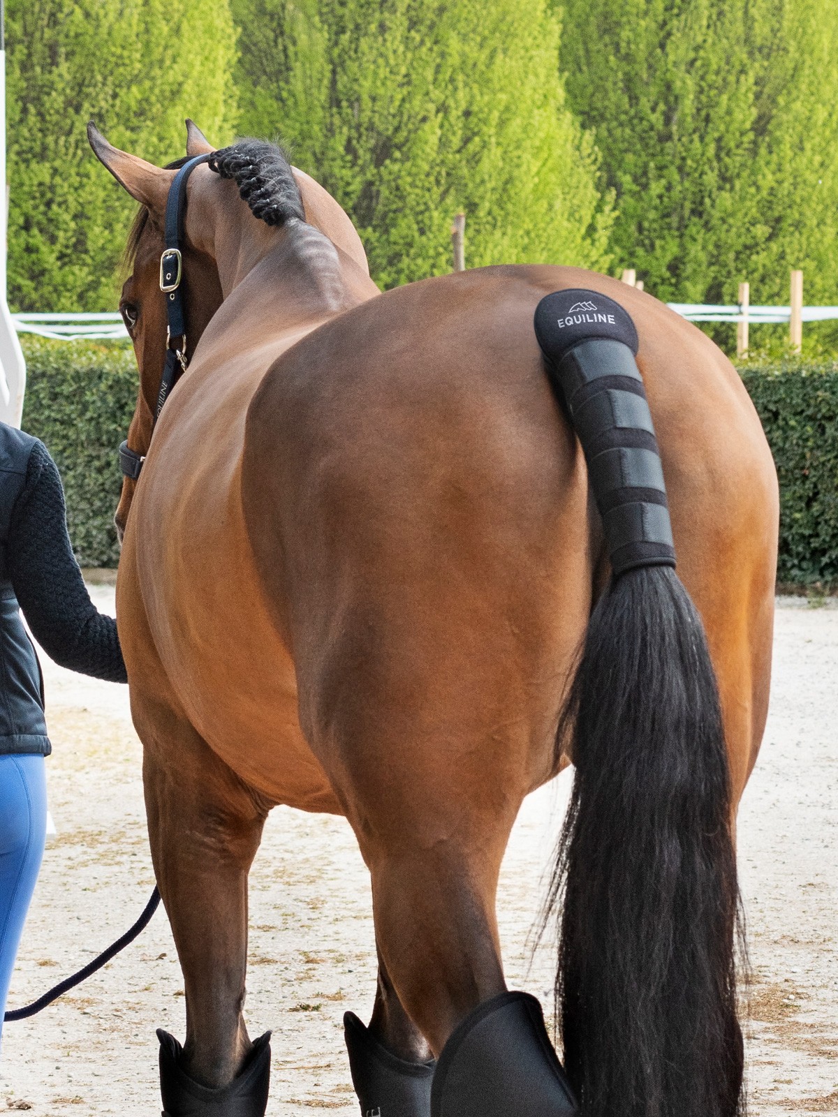 Equiline Staart Beschermer Noll